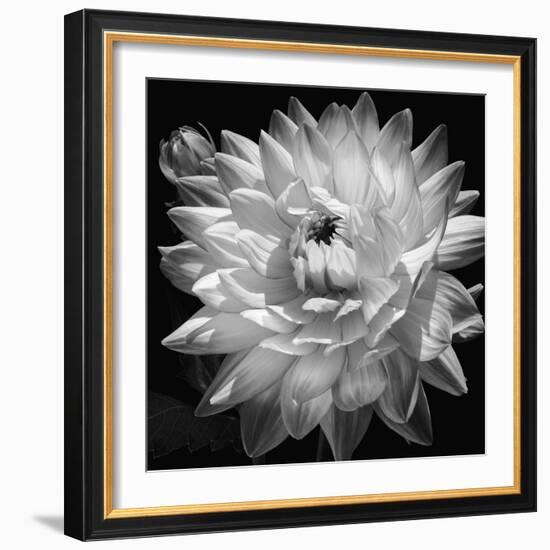 White Dahlia II-Caroline Kelly-Framed Photo