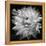 White Dahlia II-Caroline Kelly-Framed Stretched Canvas