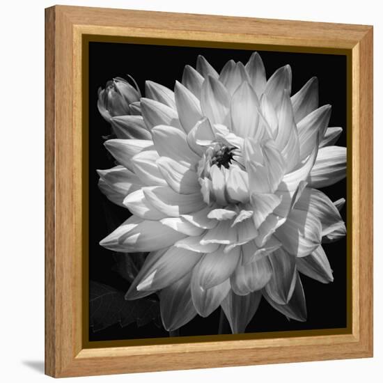 White Dahlia II-Caroline Kelly-Framed Stretched Canvas