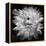 White Dahlia II-Caroline Kelly-Framed Stretched Canvas