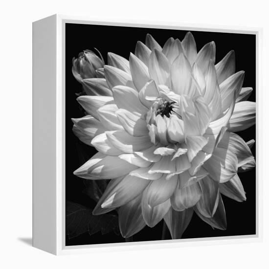 White Dahlia II-Caroline Kelly-Framed Stretched Canvas