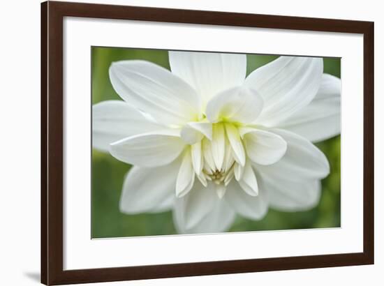 White Dahlia-Cora Niele-Framed Photographic Print