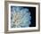 White Dahlia-Farrell Douglass-Framed Giclee Print