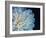 White Dahlia-Farrell Douglass-Framed Giclee Print