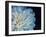 White Dahlia-Farrell Douglass-Framed Giclee Print