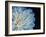 White Dahlia-Farrell Douglass-Framed Giclee Print