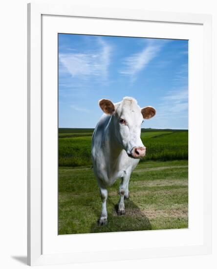 White Dairy Cow, Iceland-null-Framed Photographic Print