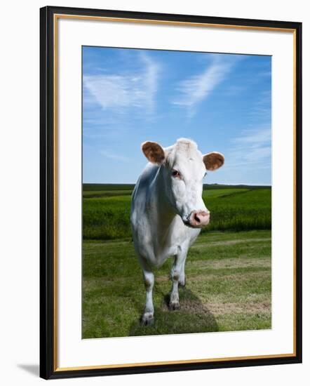 White Dairy Cow, Iceland-null-Framed Photographic Print