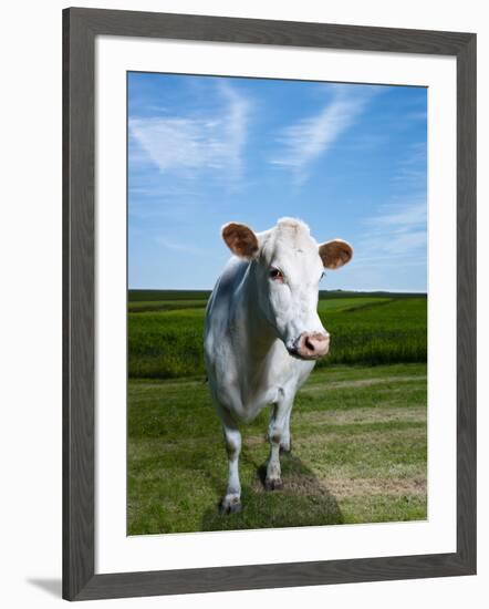 White Dairy Cow, Iceland-null-Framed Photographic Print