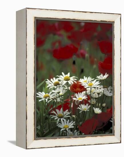 White Daisies and Red Poppies, near Crosby, Tennessee, USA-Adam Jones-Framed Premier Image Canvas