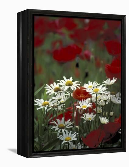 White Daisies and Red Poppies, near Crosby, Tennessee, USA-Adam Jones-Framed Premier Image Canvas