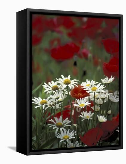 White Daisies and Red Poppies, near Crosby, Tennessee, USA-Adam Jones-Framed Premier Image Canvas