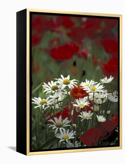 White Daisies and Red Poppies, near Crosby, Tennessee, USA-Adam Jones-Framed Premier Image Canvas