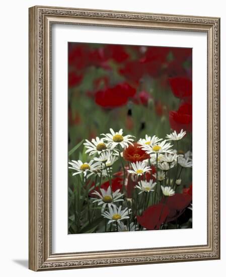 White Daisies and Red Poppies, near Crosby, Tennessee, USA-Adam Jones-Framed Photographic Print