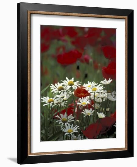 White Daisies and Red Poppies, near Crosby, Tennessee, USA-Adam Jones-Framed Photographic Print