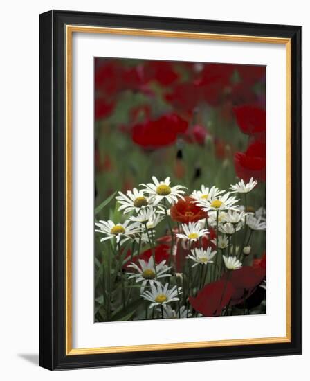 White Daisies and Red Poppies, near Crosby, Tennessee, USA-Adam Jones-Framed Photographic Print