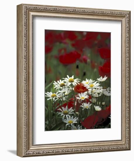 White Daisies and Red Poppies, near Crosby, Tennessee, USA-Adam Jones-Framed Photographic Print