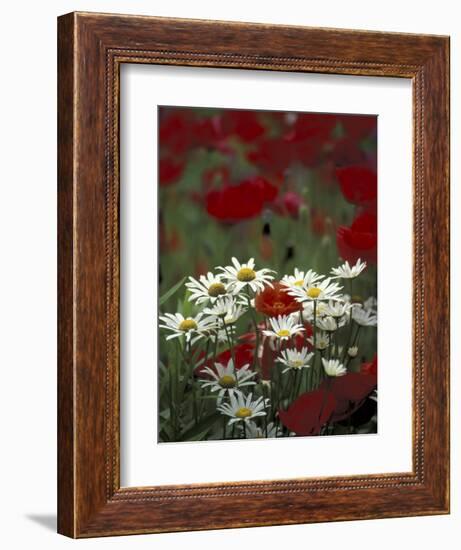 White Daisies and Red Poppies, near Crosby, Tennessee, USA-Adam Jones-Framed Photographic Print