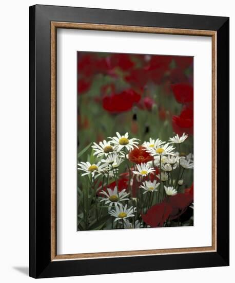 White Daisies and Red Poppies, near Crosby, Tennessee, USA-Adam Jones-Framed Photographic Print
