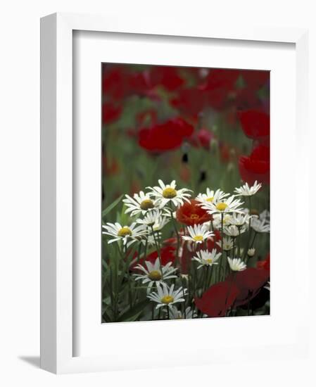 White Daisies and Red Poppies, near Crosby, Tennessee, USA-Adam Jones-Framed Photographic Print