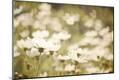 Premium Photographic Print