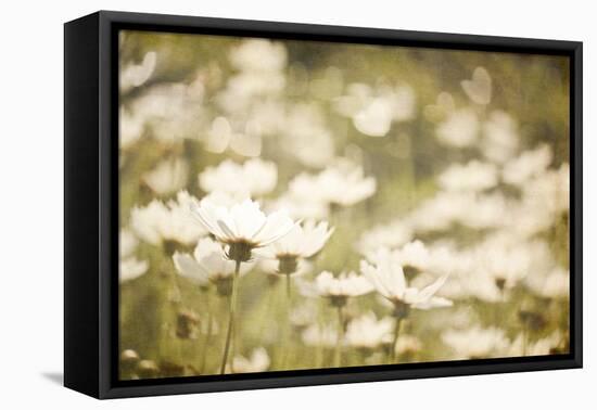 White Daisies-null-Framed Premier Image Canvas