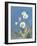 White Daisies-Danhui Nai-Framed Art Print