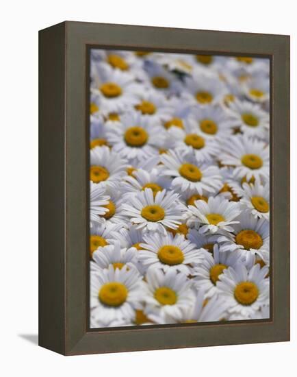 White Daisy Flowers-David Nunuk-Framed Premier Image Canvas