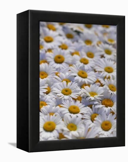 White Daisy Flowers-David Nunuk-Framed Premier Image Canvas