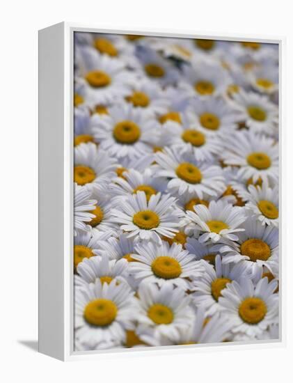 White Daisy Flowers-David Nunuk-Framed Premier Image Canvas