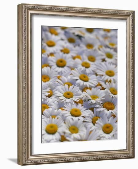 White Daisy Flowers-David Nunuk-Framed Photographic Print