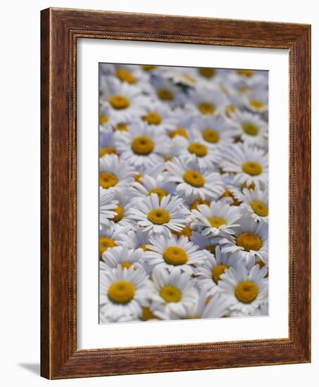 White Daisy Flowers-David Nunuk-Framed Photographic Print