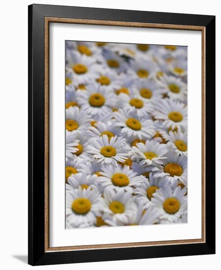 White Daisy Flowers-David Nunuk-Framed Photographic Print