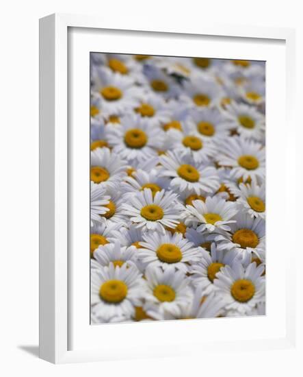 White Daisy Flowers-David Nunuk-Framed Photographic Print