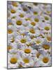 White Daisy Flowers-David Nunuk-Mounted Photographic Print