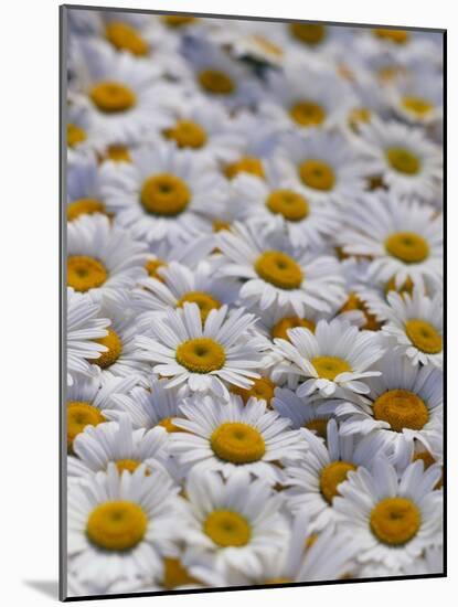 White Daisy Flowers-David Nunuk-Mounted Photographic Print