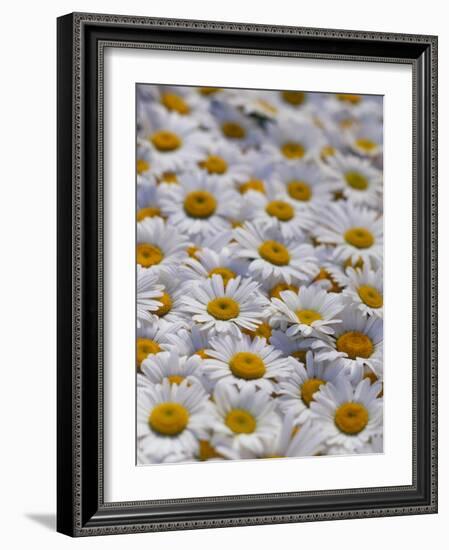 White Daisy Flowers-David Nunuk-Framed Photographic Print