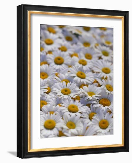 White Daisy Flowers-David Nunuk-Framed Photographic Print