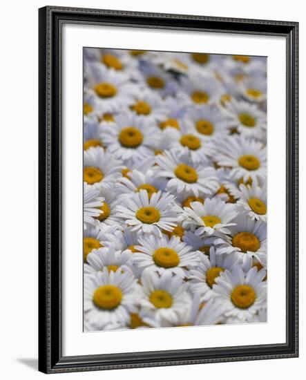 White Daisy Flowers-David Nunuk-Framed Photographic Print