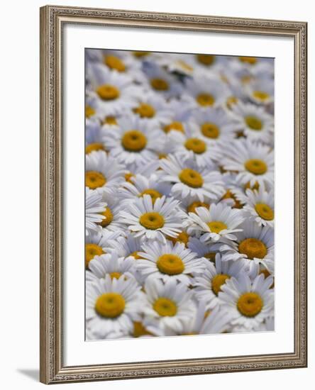 White Daisy Flowers-David Nunuk-Framed Photographic Print