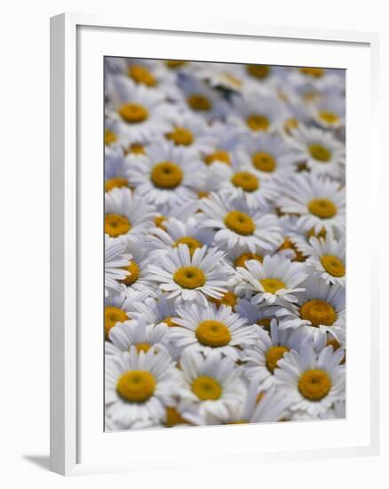 White Daisy Flowers-David Nunuk-Framed Photographic Print