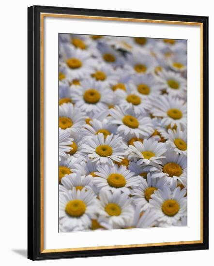 White Daisy Flowers-David Nunuk-Framed Photographic Print