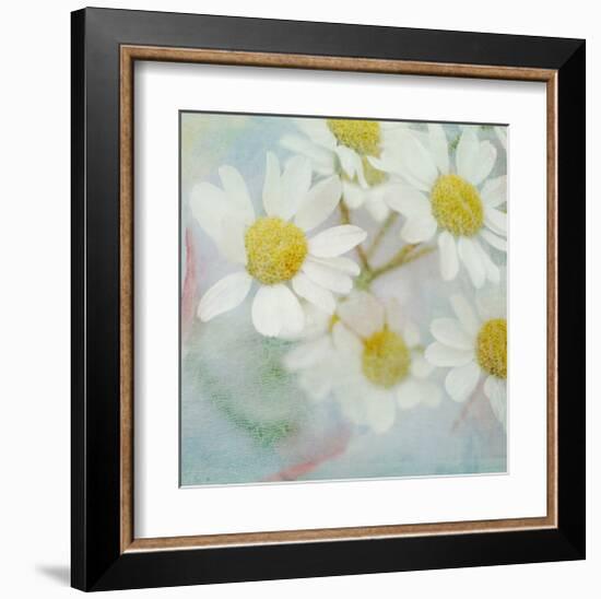 White Daisy II-Judy Stalus-Framed Art Print