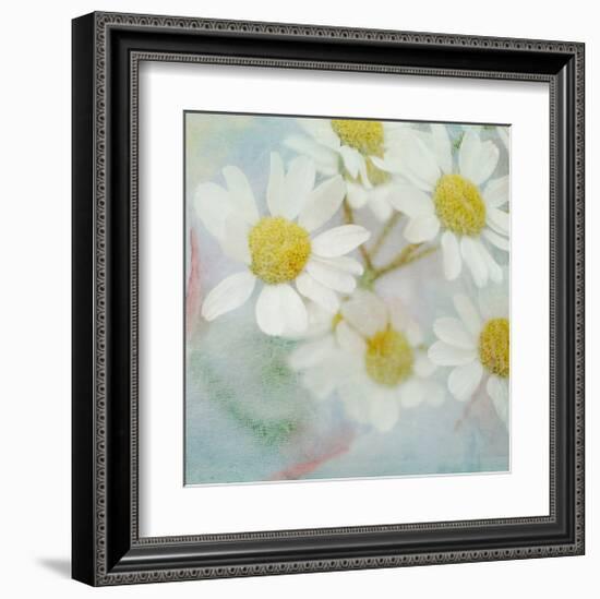 White Daisy II-Judy Stalus-Framed Art Print