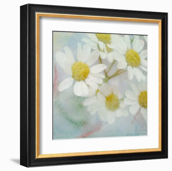 White Daisy II-Judy Stalus-Framed Art Print