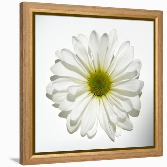 White Daisy-Gail Peck-Framed Premier Image Canvas