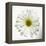 White Daisy-Gail Peck-Framed Premier Image Canvas