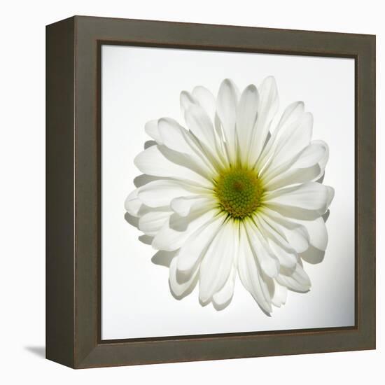 White Daisy-Gail Peck-Framed Premier Image Canvas