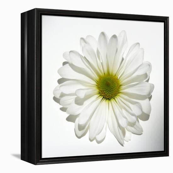 White Daisy-Gail Peck-Framed Premier Image Canvas