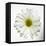 White Daisy-Gail Peck-Framed Premier Image Canvas